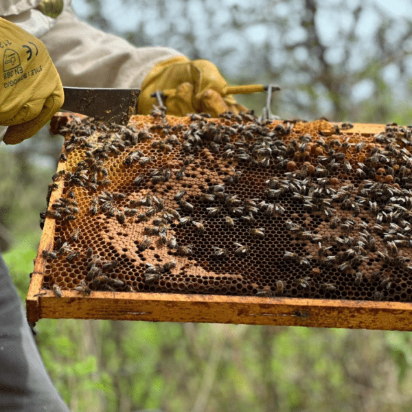 Abeilles 1