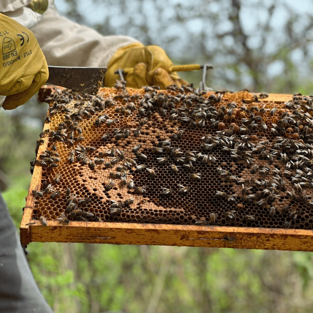 Abeilles 1
